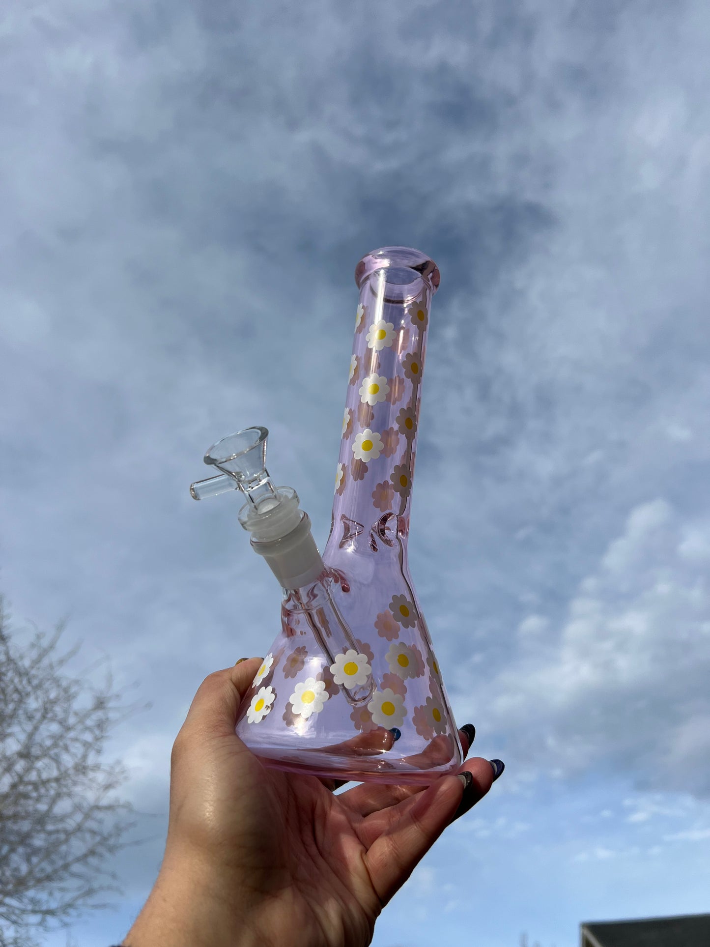 Daisy 🌼